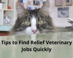 veterinarian relief jobs