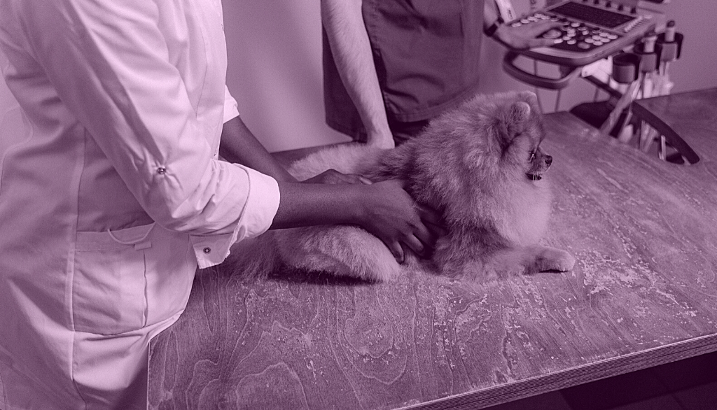 Search veterinarian assistant jobs